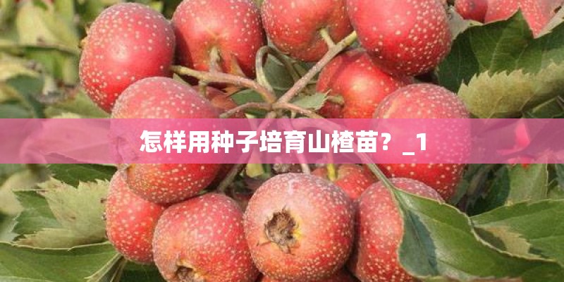 怎样用种子培育山楂苗？_1