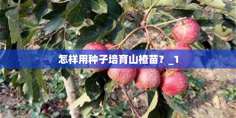 农村当中常见的垂盆草有什么作用呢？