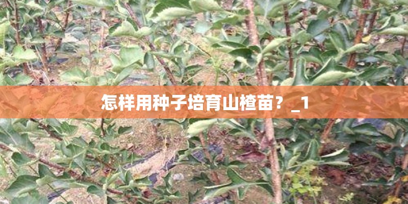 怎样用种子培育山楂苗？_1