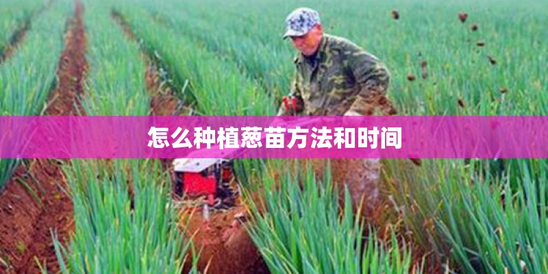 怎么种植葱苗方法和时间