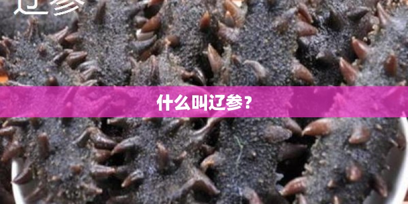什么叫辽参？