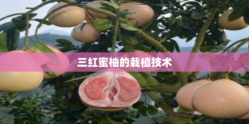 三红蜜柚的栽植技术