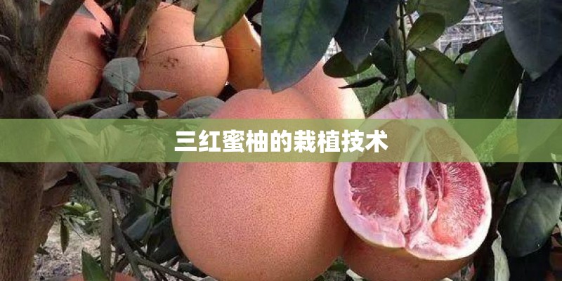 三红蜜柚的栽植技术