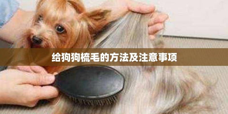 给狗狗梳毛的方法及注意事项