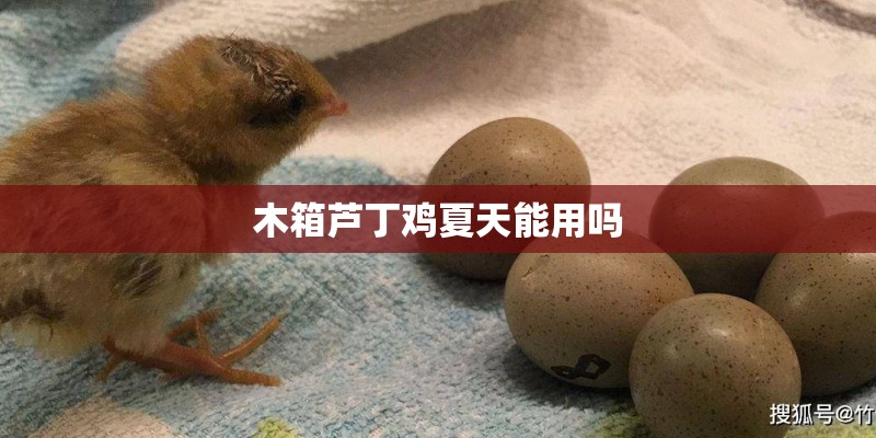 木箱芦丁鸡夏天能用吗