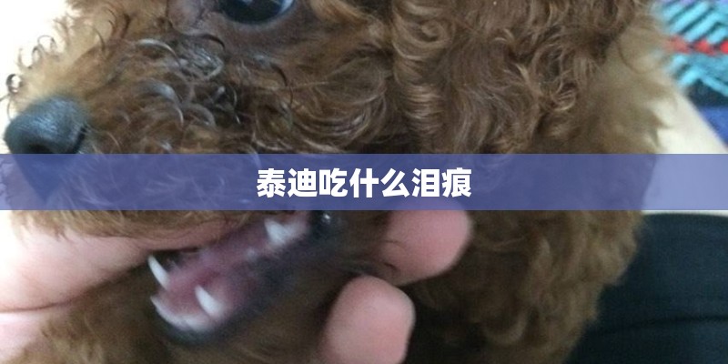 泰迪吃什么泪痕