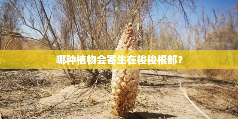 哪种植物会寄生在梭梭根部？