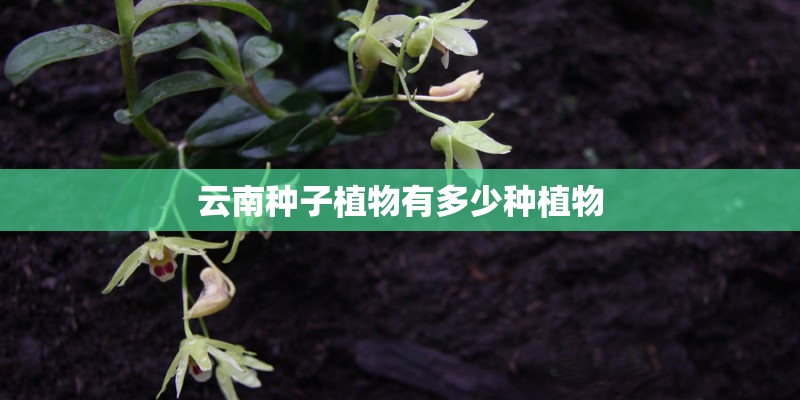 云南种子植物有多少种植物