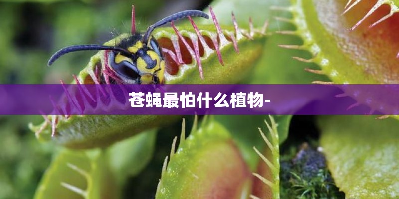 苍蝇最怕什么植物-