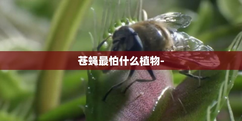 苍蝇最怕什么植物-