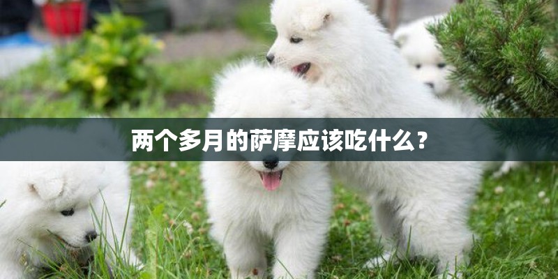 两个多月的萨摩应该吃什么？