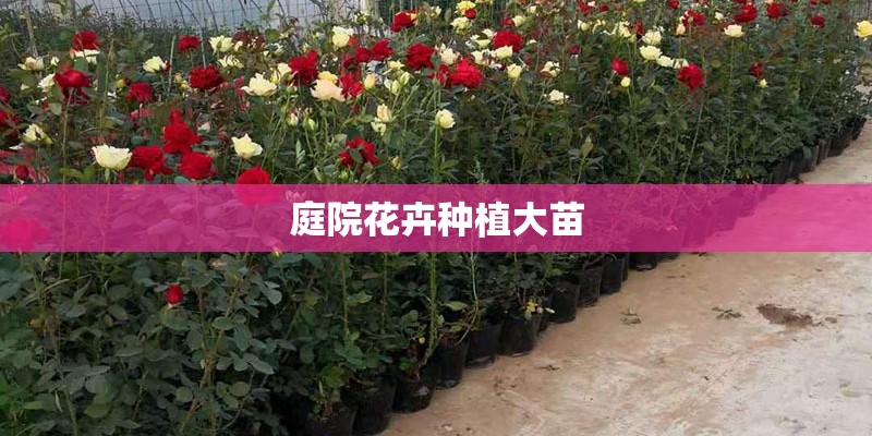 庭院花卉种植大苗
