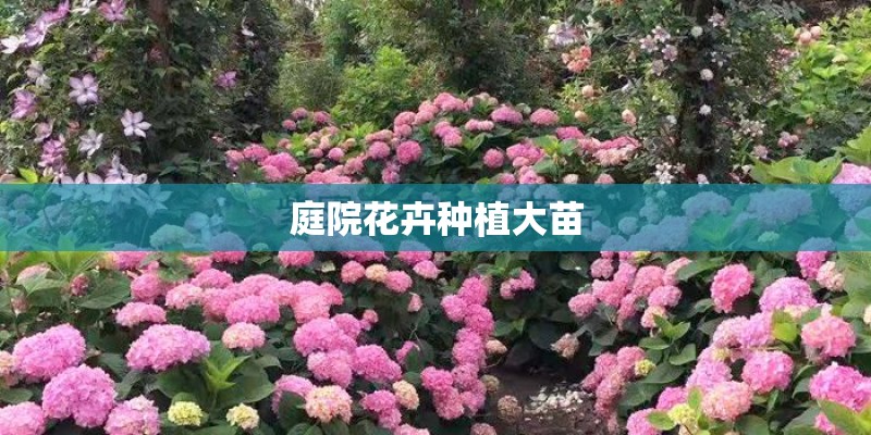 庭院花卉种植大苗