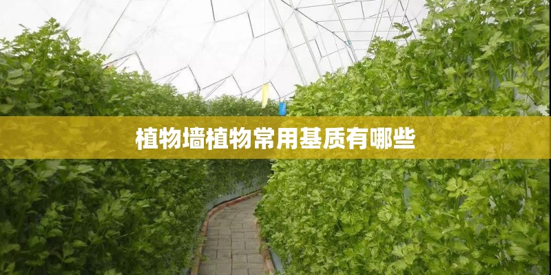 植物墙植物常用基质有哪些