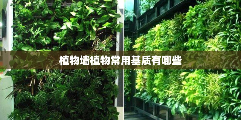 植物墙植物常用基质有哪些