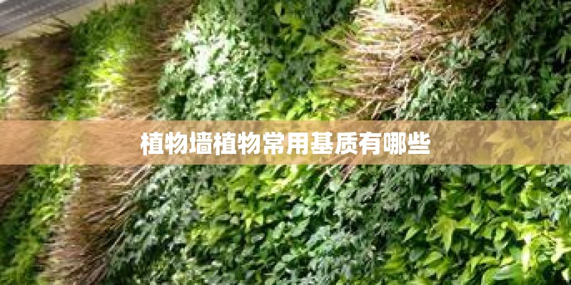 植物墙植物常用基质有哪些