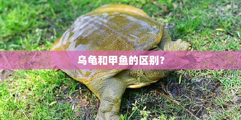 乌龟和甲鱼的区别？