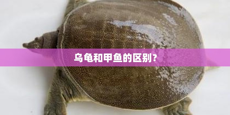 乌龟和甲鱼的区别？
