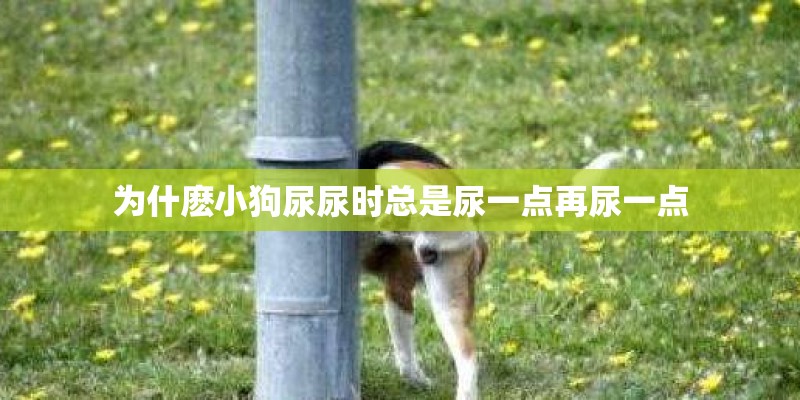 为什麽小狗尿尿时总是尿一点再尿一点