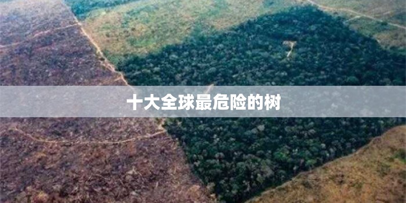 十大全球最危险的树