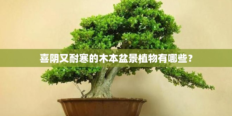 喜阴又耐寒的木本盆景植物有哪些？