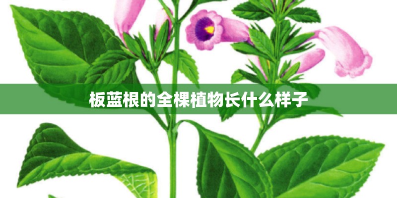 板蓝根的全棵植物长什么样子
