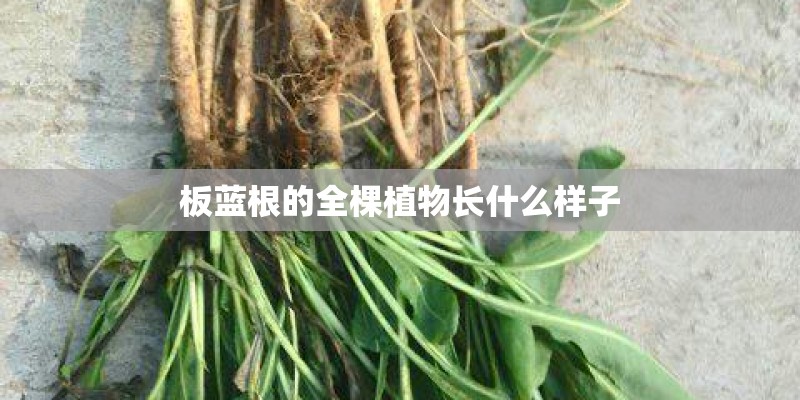 宝骏510最新款落地要多少钱？