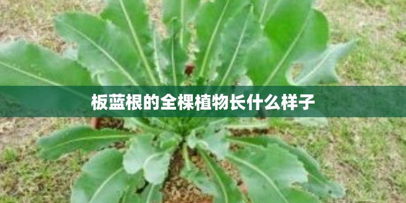 板蓝根的全棵植物长什么样子