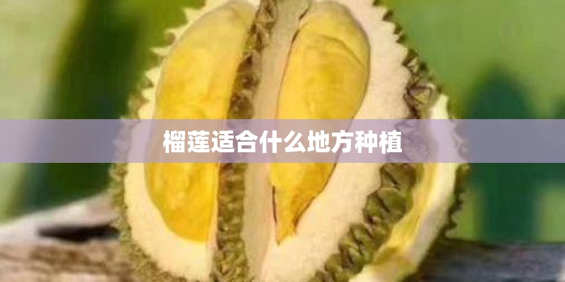 榴莲适合什么地方种植