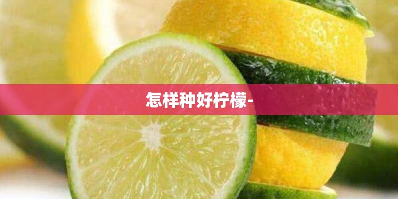 怎样种好柠檬-