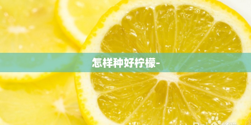 怎样种好柠檬-