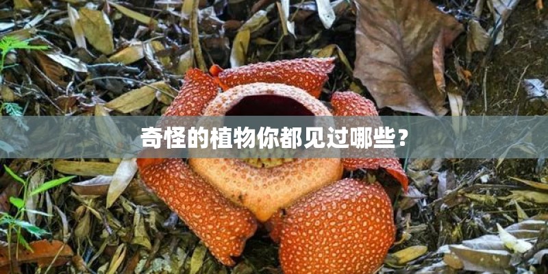 奇怪的植物你都见过哪些？