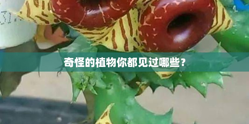 奇怪的植物你都见过哪些？