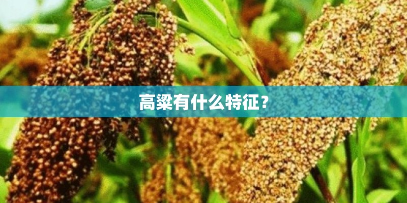 高粱有什么特征？