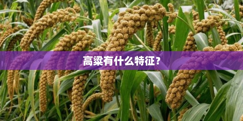 高粱有什么特征？