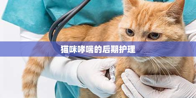 猫咪哮喘的后期护理