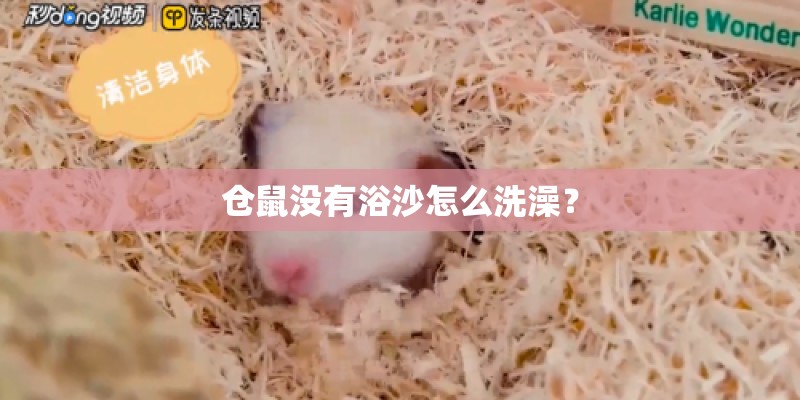 仓鼠没有浴沙怎么洗澡? 仓鼠没有浴沙怎么洗澡?