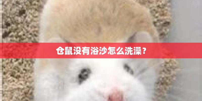 仓鼠没有浴沙怎么洗澡? 仓鼠没有浴沙怎么洗澡?