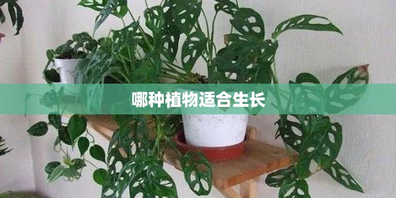 哪种植物适合生长