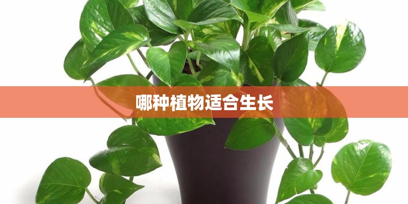 哪种植物适合生长