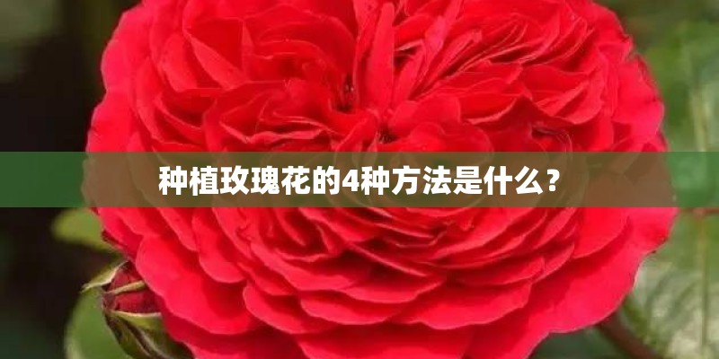 种植玫瑰花的4种方法是什么？