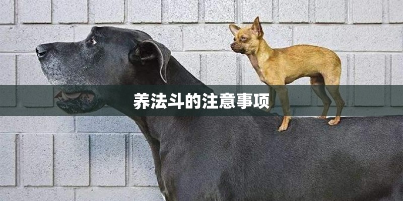 养法斗的注意事项