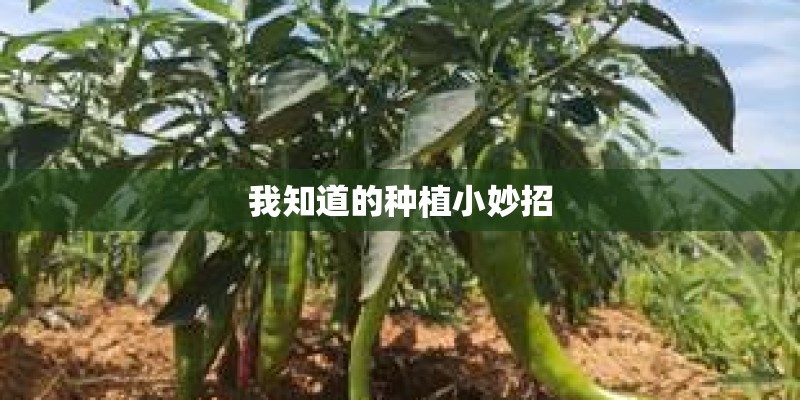 我知道的种植小妙招