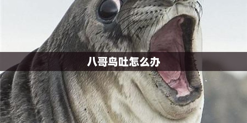 八哥鸟吐怎么办