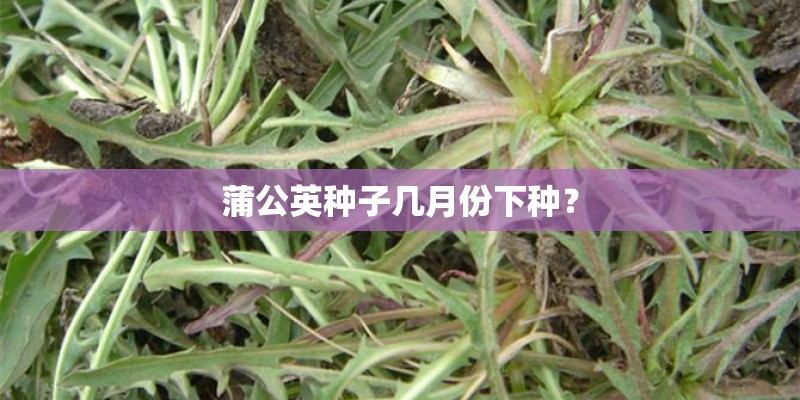 蒲公英种子几月份下种？