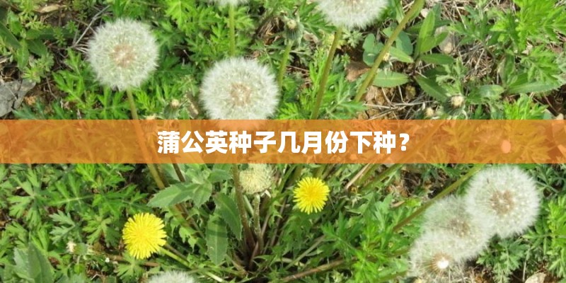 蒲公英种子几月份下种？