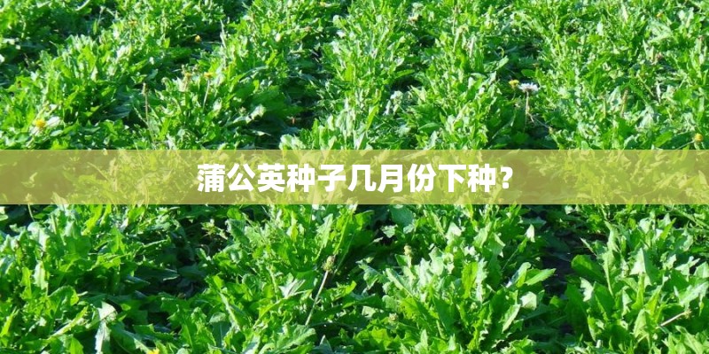 蒲公英种子几月份下种？