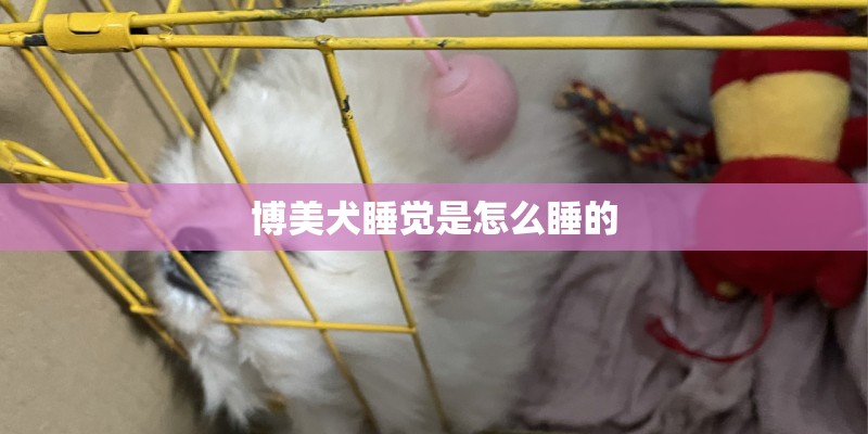 博美犬睡觉是怎么睡的