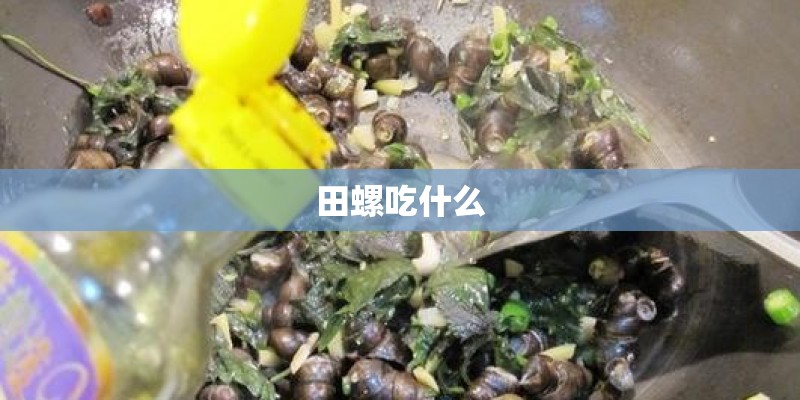 田螺吃什么