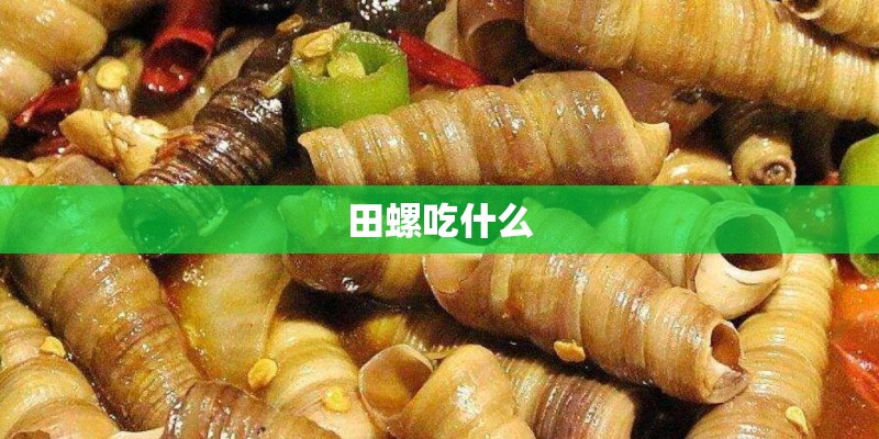 田螺吃什么